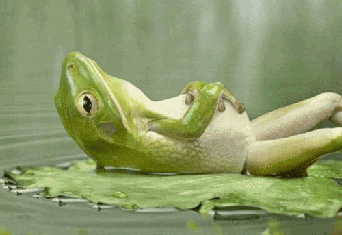 Frog relaxing on a lily pad