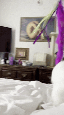 A cat playing with a furry, fluffy string that's dangling from above