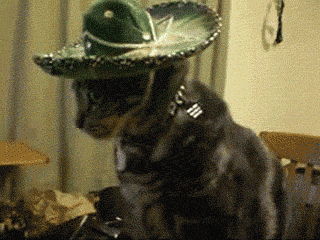 A cat with a slumbrous with Que? text at the bottom.