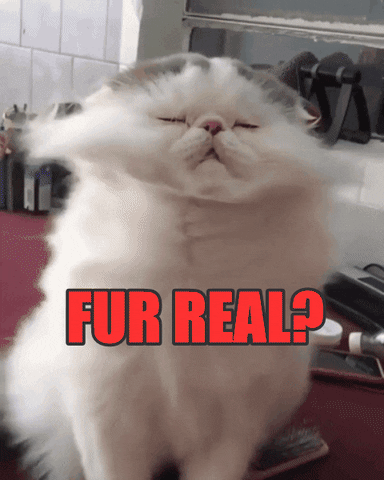 A white cat with the words "Fur real?" besides it.