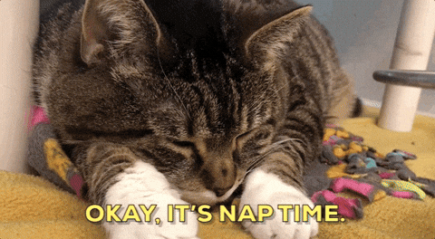 A sleepy cat is lying down and the words "OKAY, IT'S NAP TIME" are written below.