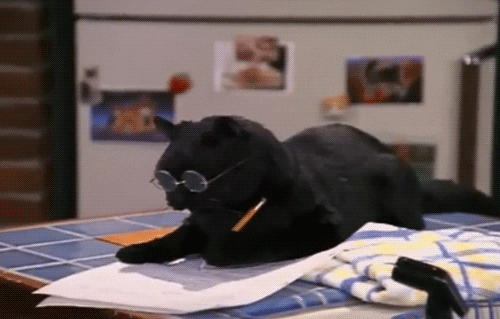 a cat in glasses writing in a notebook