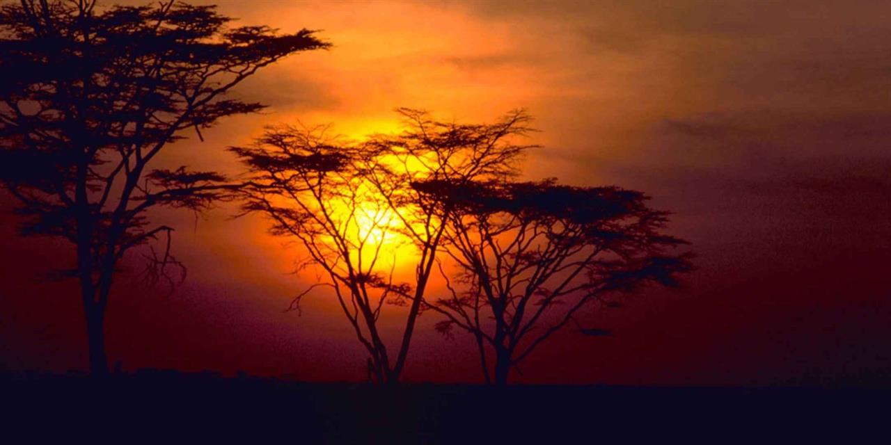 Silhouetted trees against a bright orange sunset on a flat horizon, creating a dramatic savanna scene.