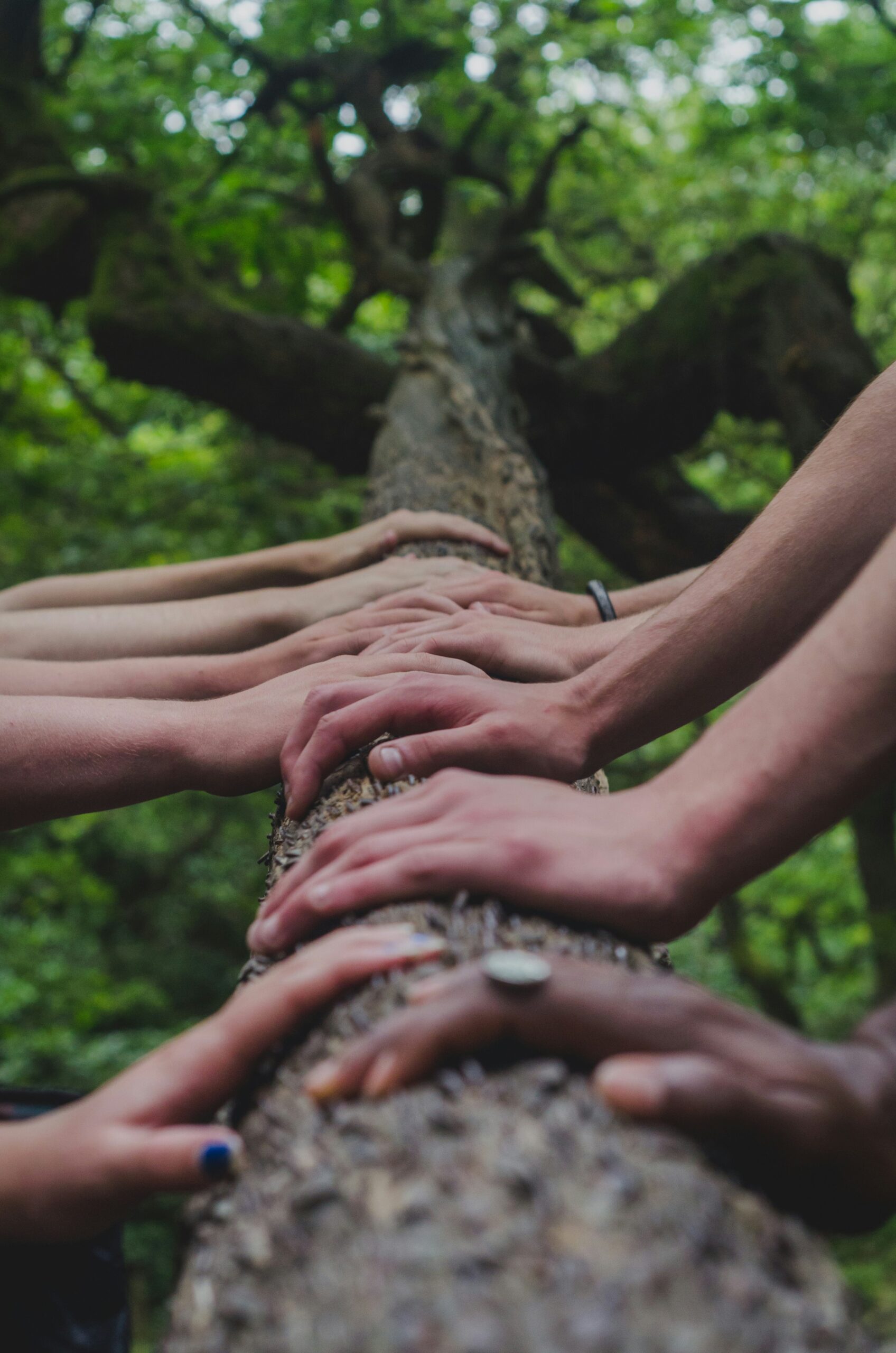 An image of a tree log with many different hands on it forming a line.