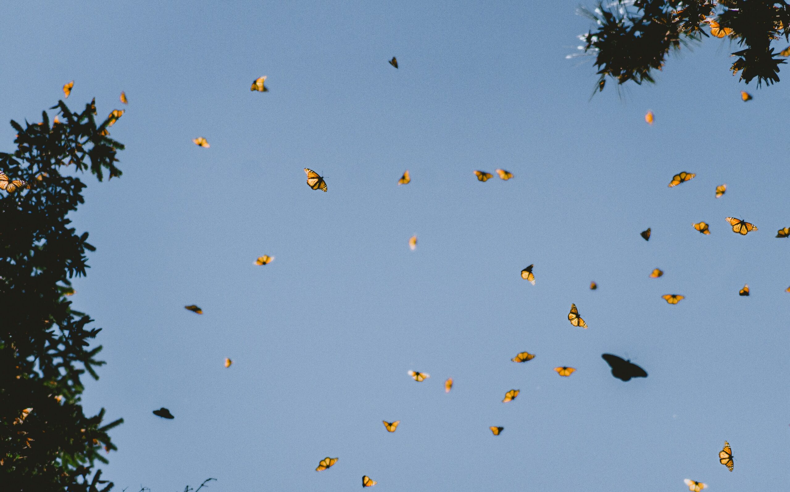 picture of a kaleidoscope of butterflies in the sky