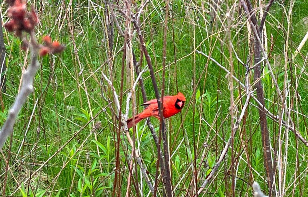 A red bird sitting among reeds.
