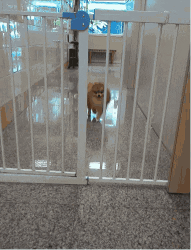 A small brown dog behind a white fence with a blue tag on it.