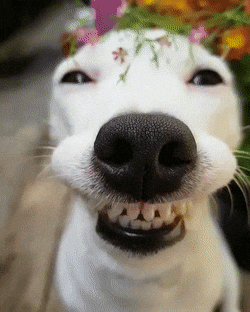 Weed Buddy GIF - Find & Share on GIPHY