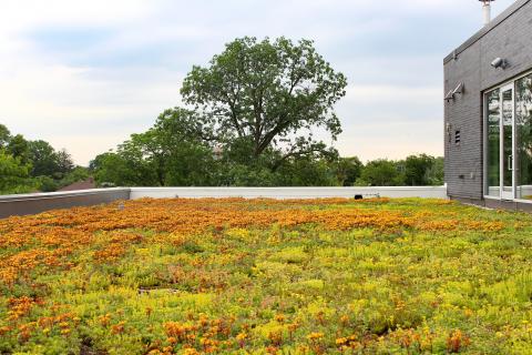 Green roof at the Lakeshore Athletic Centre.