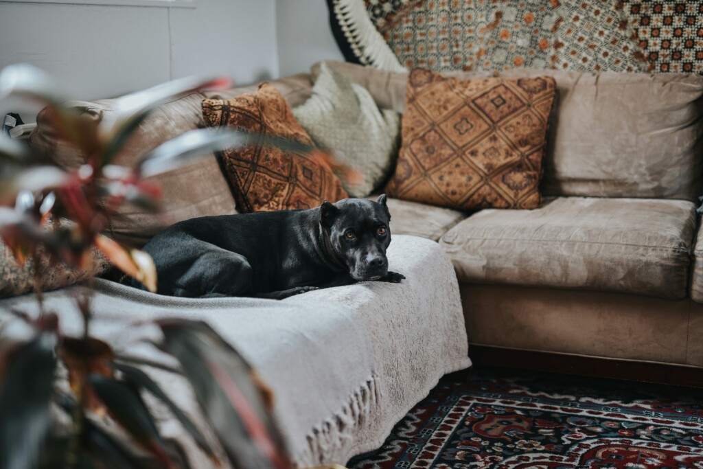 A black dog lies on a beige couch with patterned pillows in a cozy living room, featuring a decorative rug and plants.