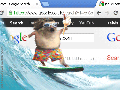 Porcupine surfing the internet. 