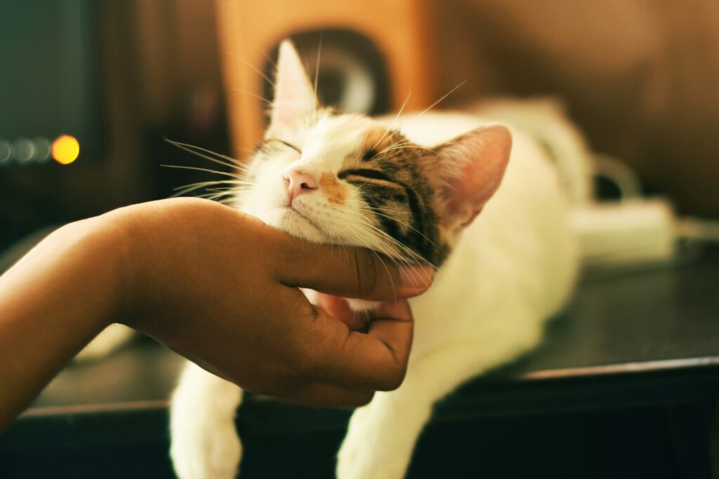 A cat relaxing on a table