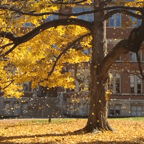 Large tree with falling yellow leaves in front of a large brick school building.
