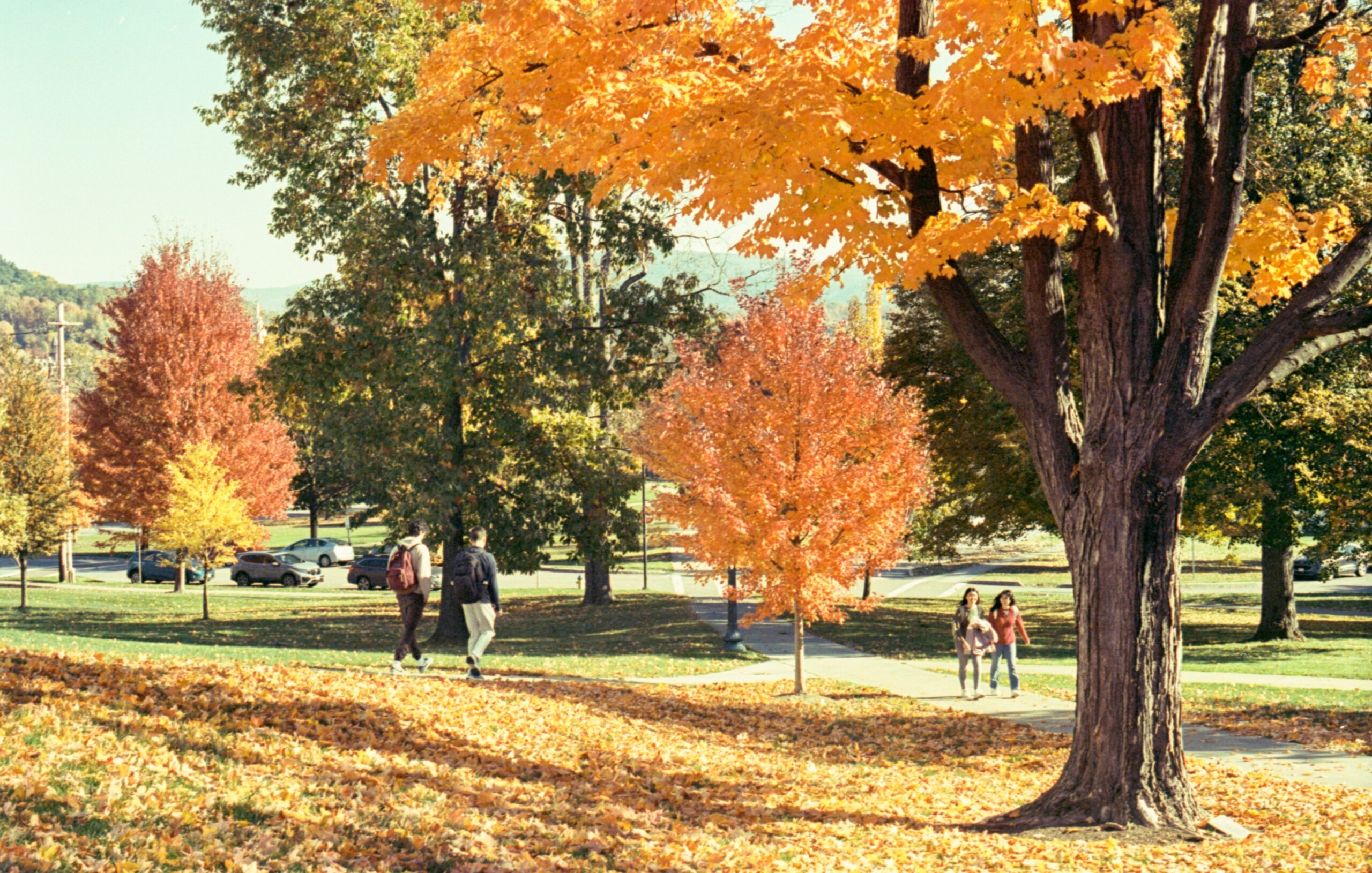 field with autumn trees and fallen leaves. students walk in background.