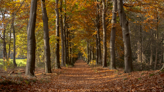 large autumn trees line a path full of red and orange leaves. 