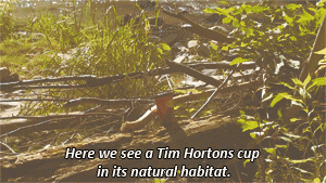 A Tim Hortons cup kept on a tree branch